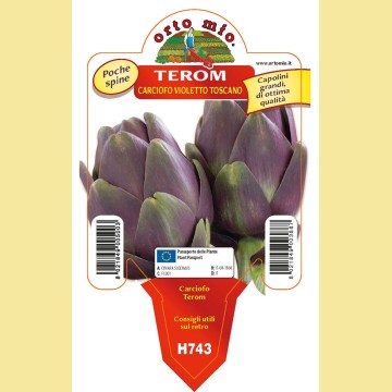 Carciofo violetto toscano Terom -  1 pianta vaso 10 - Orto mio