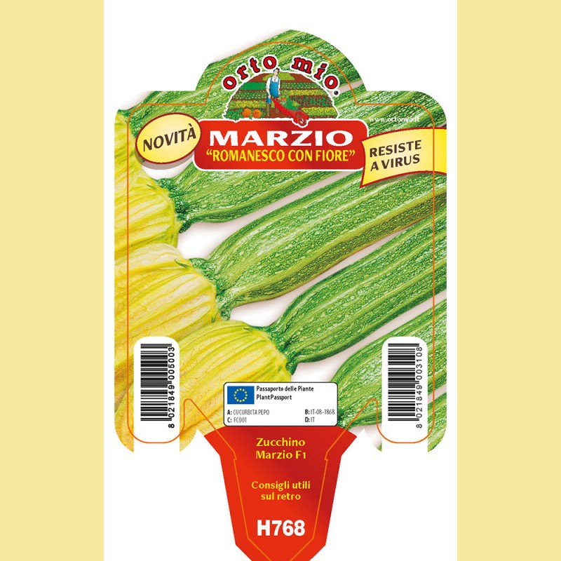 Zucchino gromanesco Marzio F1 - 1 pianta vaso 10 - Orto Mio