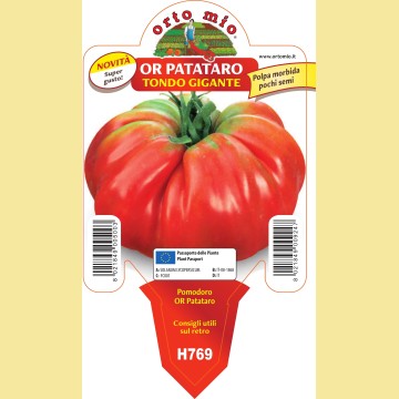 Pomodoro gigante OR Patataro - 1 pianta vaso 10 - Orto Mio