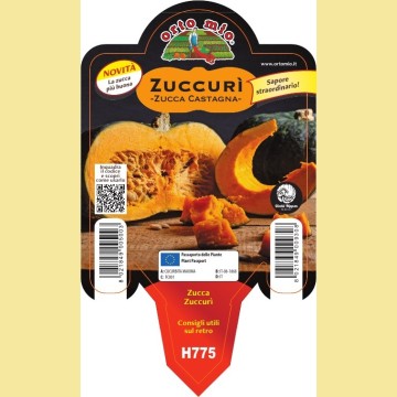 Zucca la Zucca Castagna Zuccurì - 1 pianta vaso 10 - Orto Mio