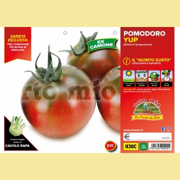 Pomodoro tondo camone - Quinto Gusto Yup F1 - 6 piante - Orto Mio