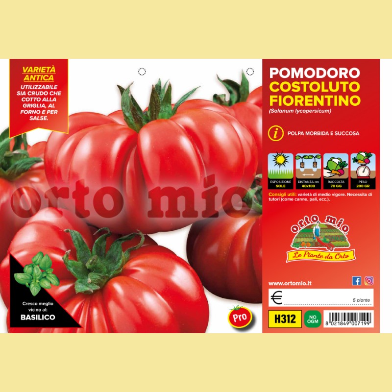 Pomodoro costoluto fiorentino - Successo F1 - 6 piante - Orto Mio