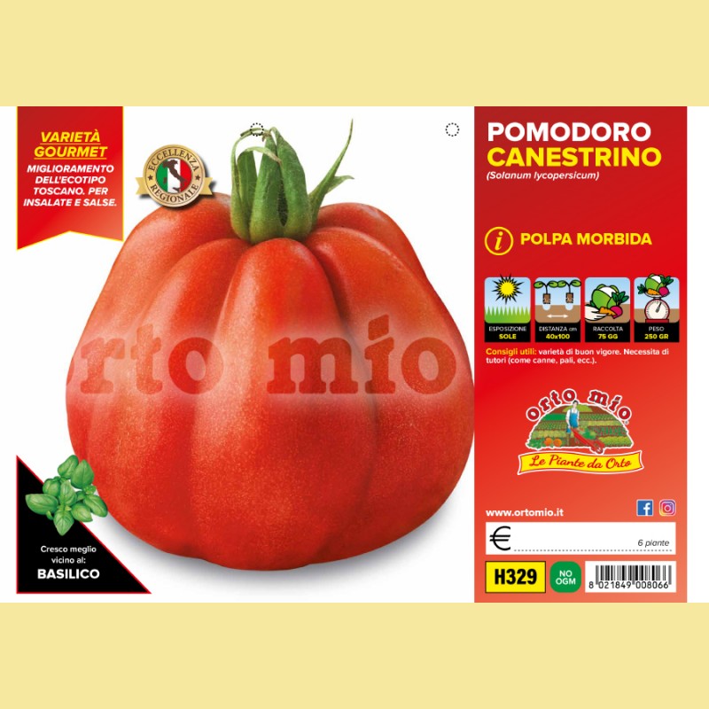 Pomodoro a cuore varieta' antiche canestrino di Lucca - SB 022 F1 - 6 piante - Orto Mio