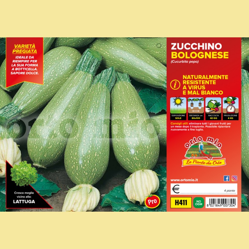 Zucchino bolognese da riempiere - Mexicana F1 - 4 piante - Orto Mio
