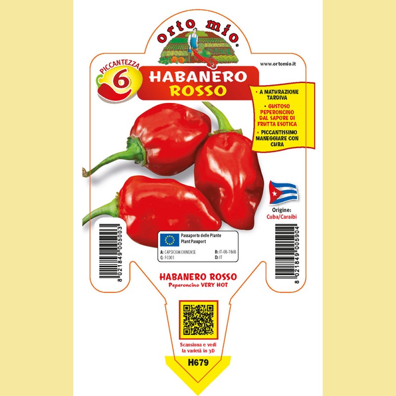 Peperoncino piccante very HOT - Habanero rosso - - 1 pianta vaso 10 - Orto Mio