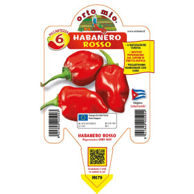 Pianta Di Peperoncino Habanero Rosso In Vaso 14cm - Pronta Per Trapianto, Vivaio Italiano - Foto 2