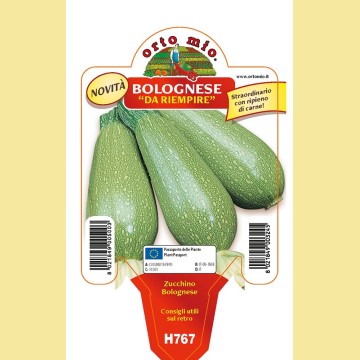 Zucchino bolognese da riempiere - Mexicana F1 - 1 pianta vaso 10 - Orto Mio