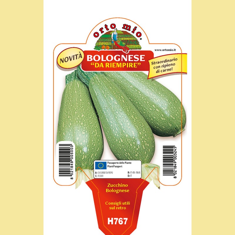 Zucchino bolognese da riempiere - Mexicana F1 - 1 pianta vaso 10 - Orto Mio