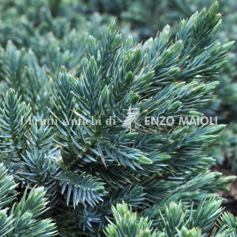 juniperus blue star