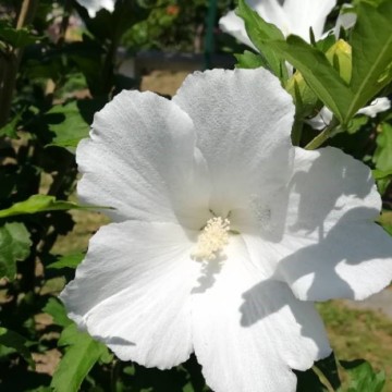 hibiscus eleonore