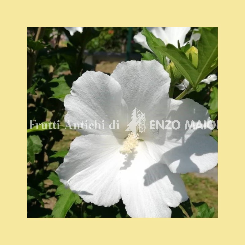 hibiscus eleonore