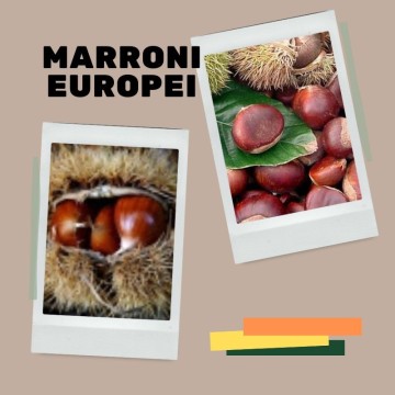 6 Marroni europei varietà mix