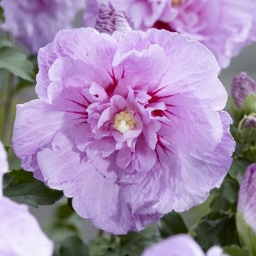 hibiscus lavander chiffon