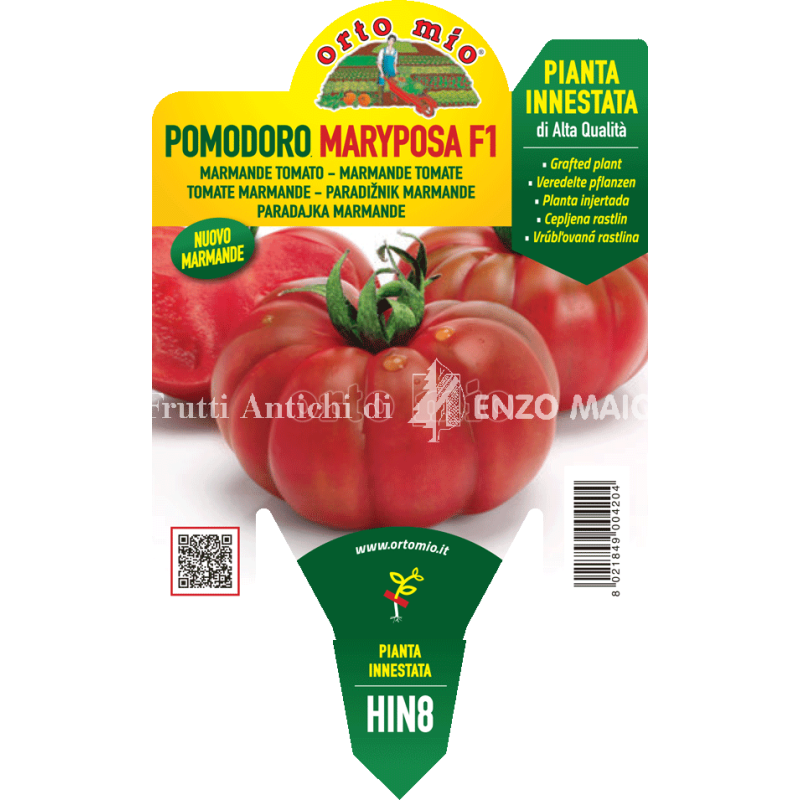 Pomodoro Marmande - Maryposa F1 - 1 pianta innestata vaso 14 - Orto Mio