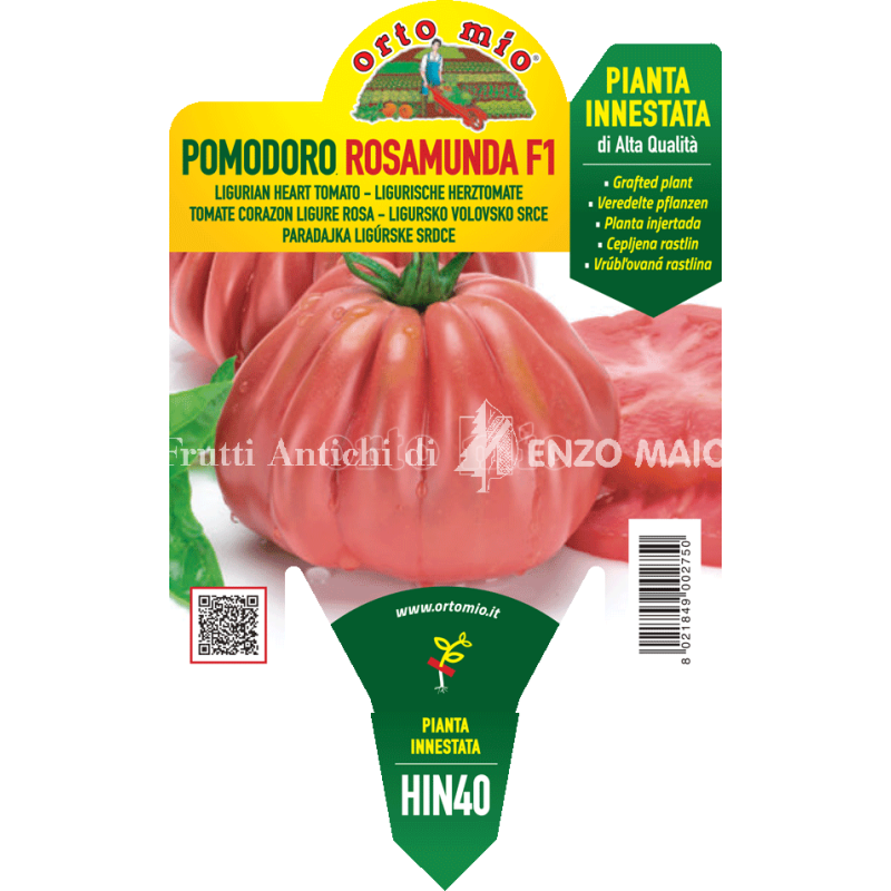 Pomodoro a cuore ligure rosa - Rosamunda F1 - 1 pianta innestata vaso 14 - Orto Mio