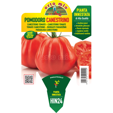 Pomodoro canestrino - 1 pianta innestata vaso 14 - Orto Mio
