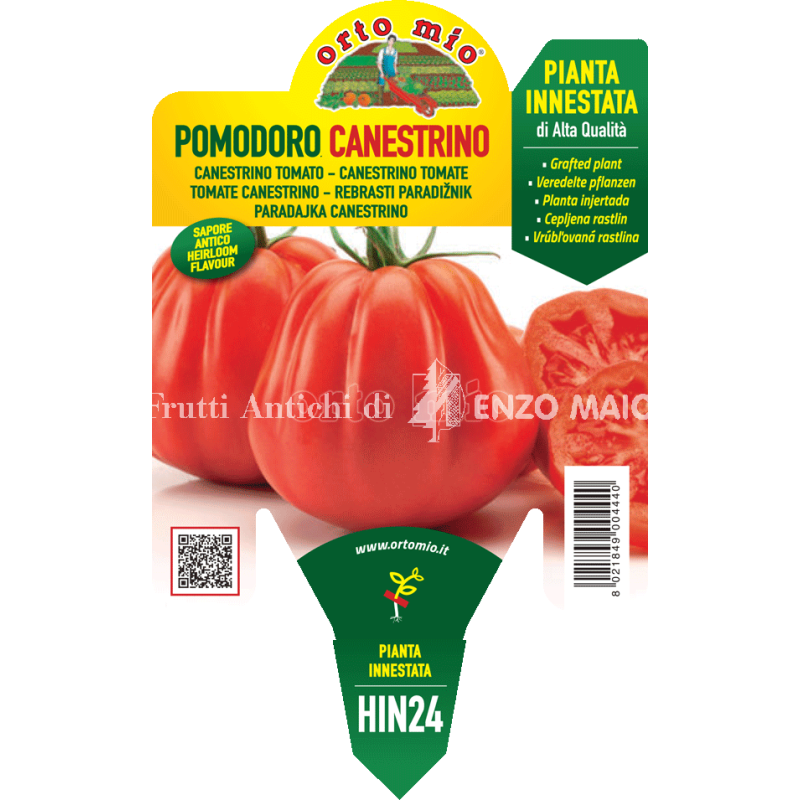 Pomodoro canestrino - 1 pianta innestata vaso 14 - Orto Mio