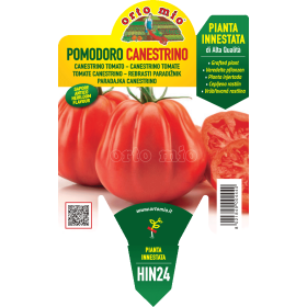 Piantina Di Pomodoro Camone Innestato - In Vaso 14cm, Pronta Per Trapianto, Made In Italy - Foto 3