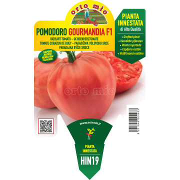Pomodoro cuor di bue - Gourmandia F1 - 1 pianta innestata vaso 14 - Orto Mio