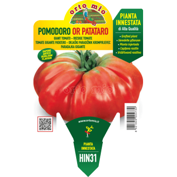 Pomodoro gigante patataro - Big Patata - 1 pianta innestata vaso 14 - Orto Mio