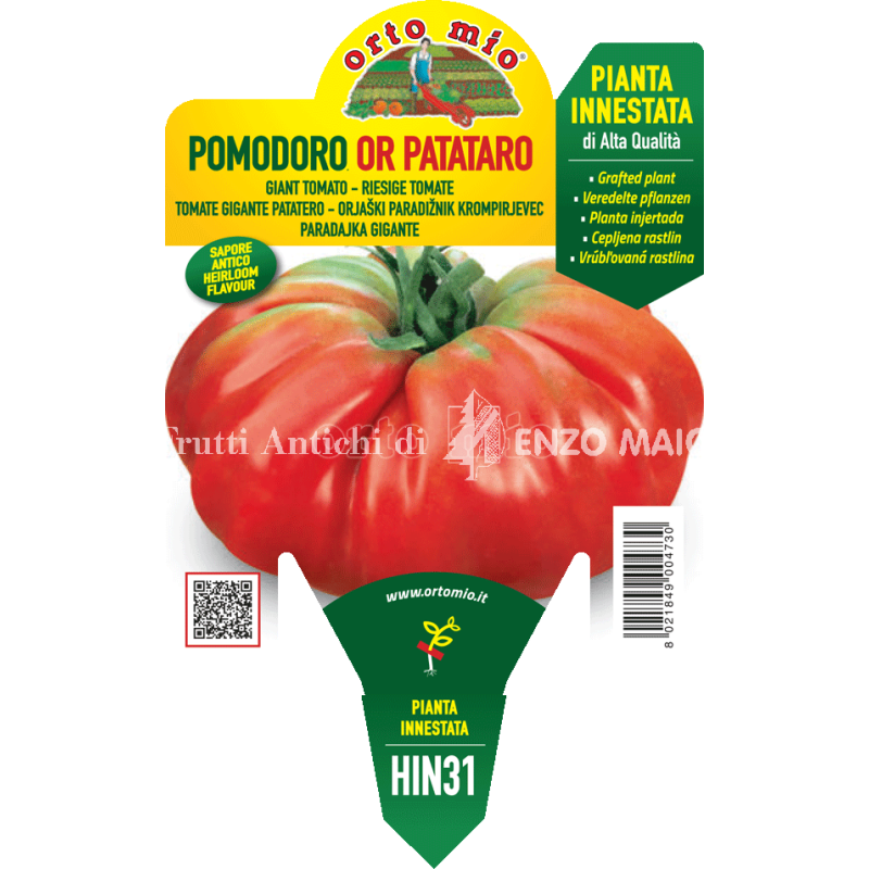 Pomodoro gigante patataro - Big Patata - 1 pianta innestata vaso 14 - Orto Mio