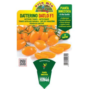 Pomodoro datterino arancio - Datlo F1 - 1 pianta innestata vaso 14 - Orto Mio