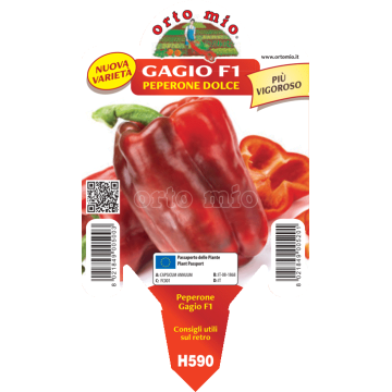 Peperone rosso Gagio F1 - 1 pianta vaso 10 - Orto Mio