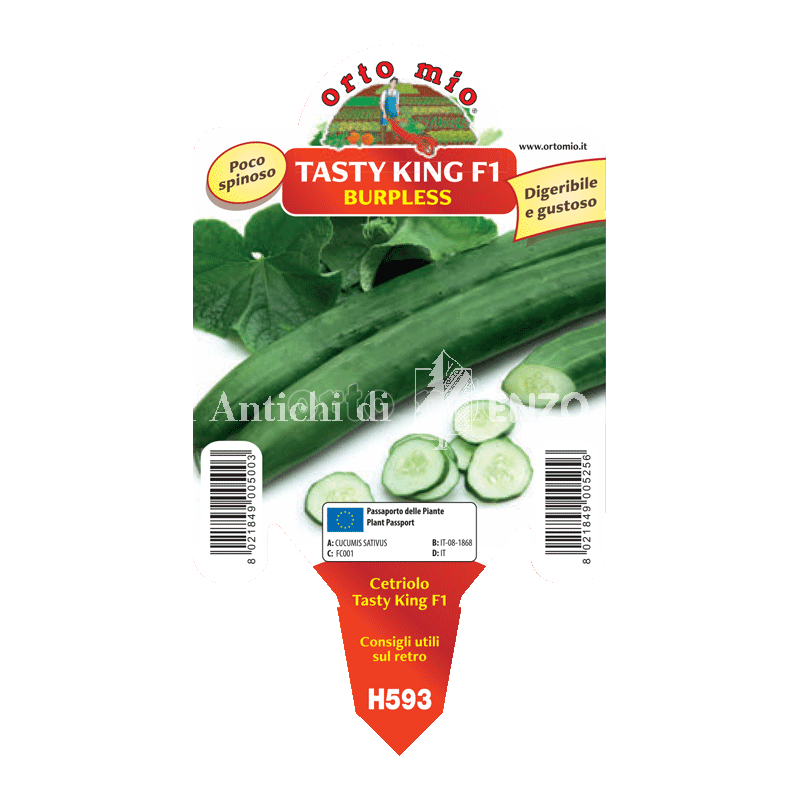 Cetriolo lungo digeribile Tasty king F1 - 1 pianta vaso 10 - Orto Mio