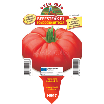 Pomodoro gigante Beefsteak F1 - 1 pianta vaso 10 - Orto Mio