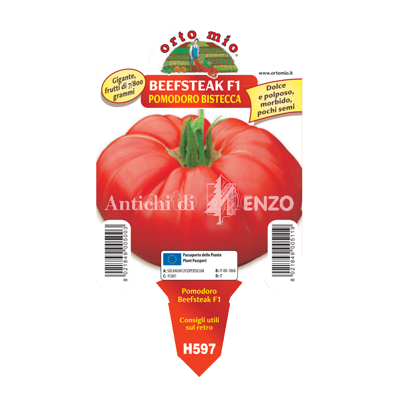Pomodoro gigante Beefsteak F1 - 1 pianta vaso 10 - Orto Mio