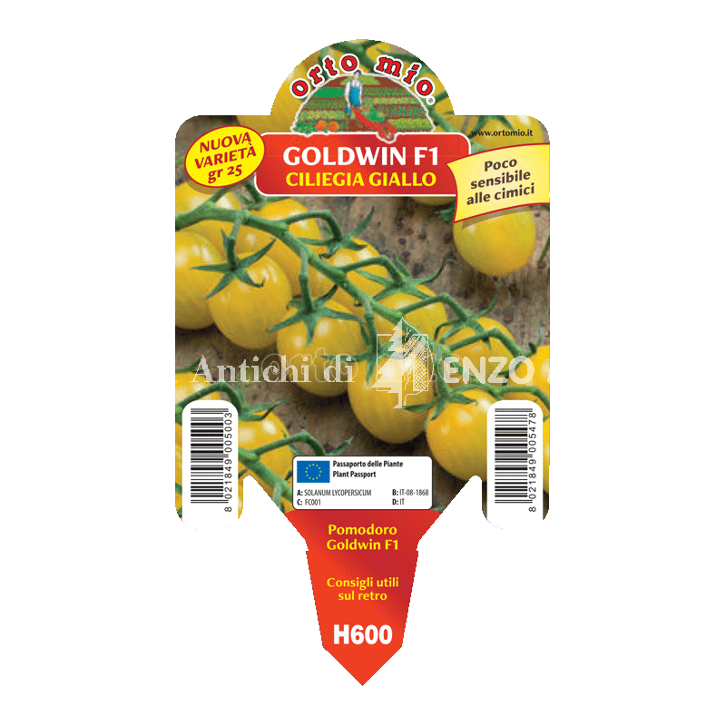 Pomodoro ciliegino giallo - Goldwin F1 - 1 pianta vaso 10 - Orto Mio