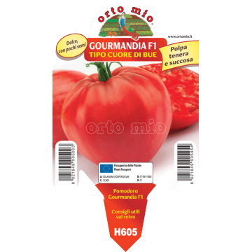 Pomodoro a cuore resistente cuor di bue classico - Gourmandia F1 - 1 pianta vaso 10 - Orto Mio