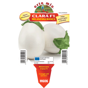 Melanzana bianca Clara F1 - 1 pianta vaso 10 - Orto Mio