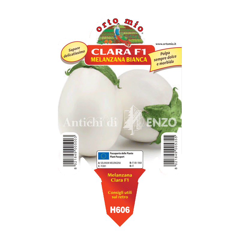 Melanzana bianca Clara F1 - 1 pianta vaso 10 - Orto Mio