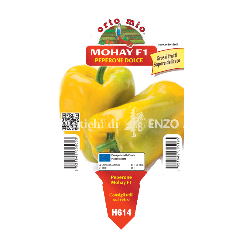 Peperone giallo Mohay F1 - 1 pianta vaso 10 - Orto Mio