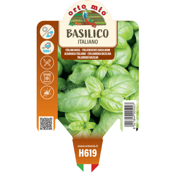 Basilico italiano Gemma - 1 pianta vaso 10 - Orto mio