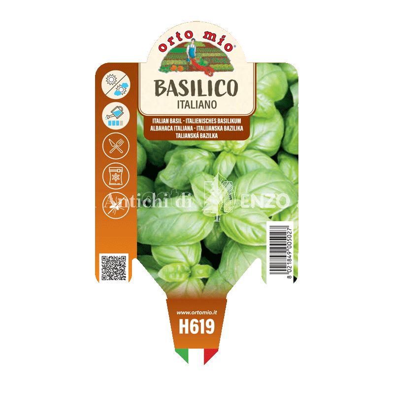 Basilico italiano Gemma - 1 pianta vaso 10 - Orto mio