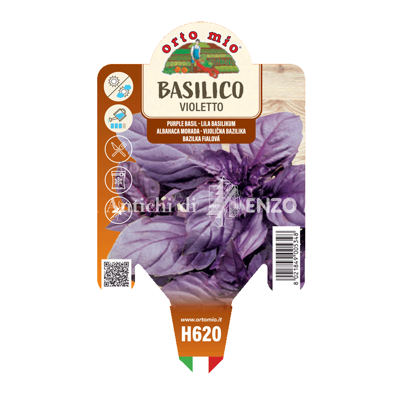 Basilico Violetto - 1 pianta vaso 10 - Orto mio