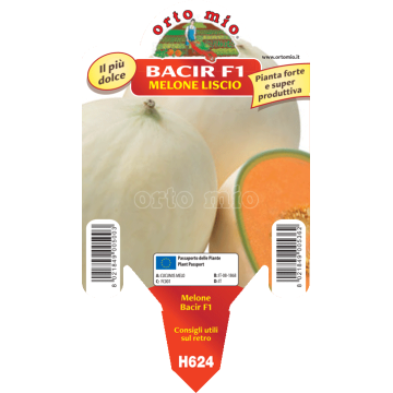 Melone liscio Bacir F1 - 1 pianta vaso 10 - Orto Mio