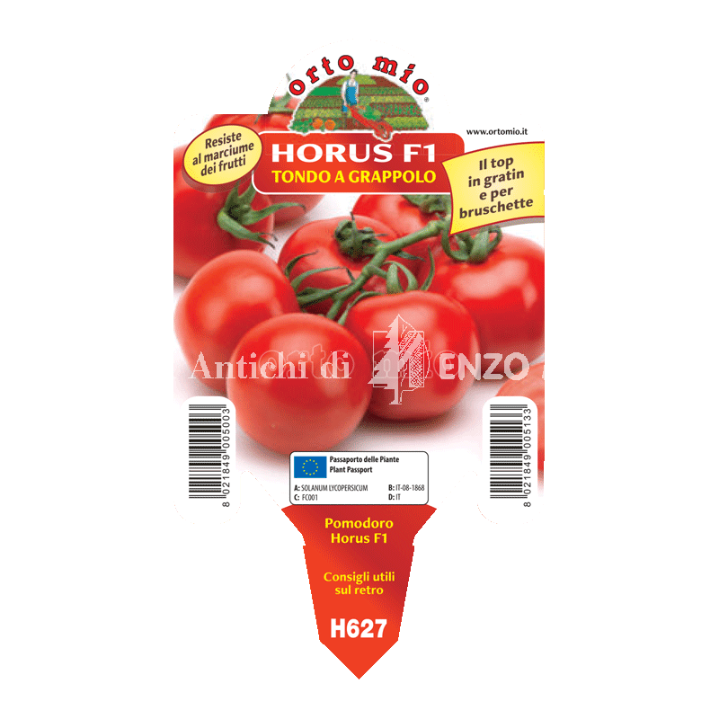 Pomodoro tondo a grappolo - Horus F1 - 1 pianta vaso 10 - Orto Mio