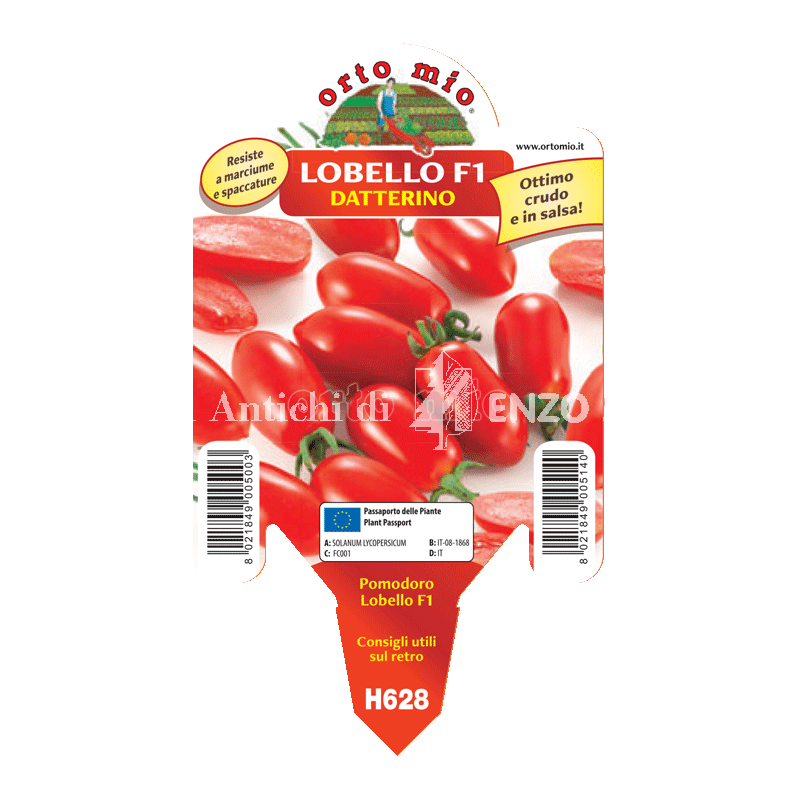 Pomodoro datterino - Lobello F1 - 1 pianta vaso 10 - Orto mio