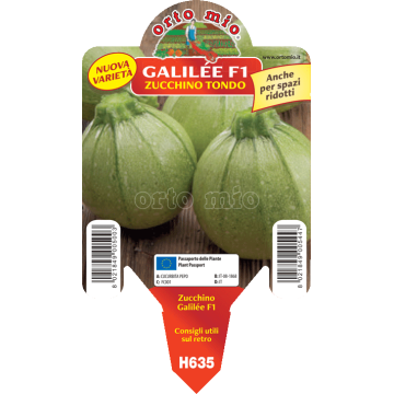 Zucchino tondo chiaro Galilèe F1 - 1 pianta vaso 10 - Orto Mio