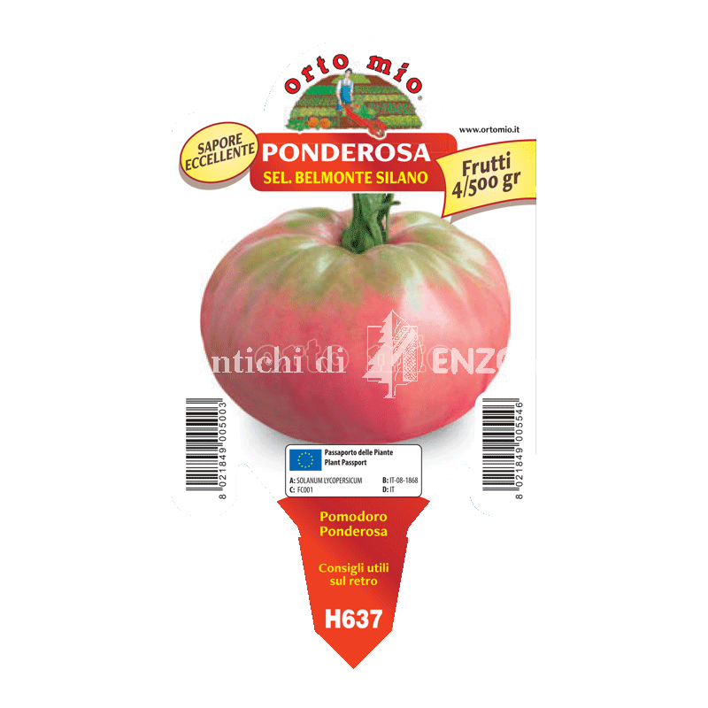Pomodoro gigante belmonte silano - Ponderosa - 1 pianta vaso 10 - Orto Mio