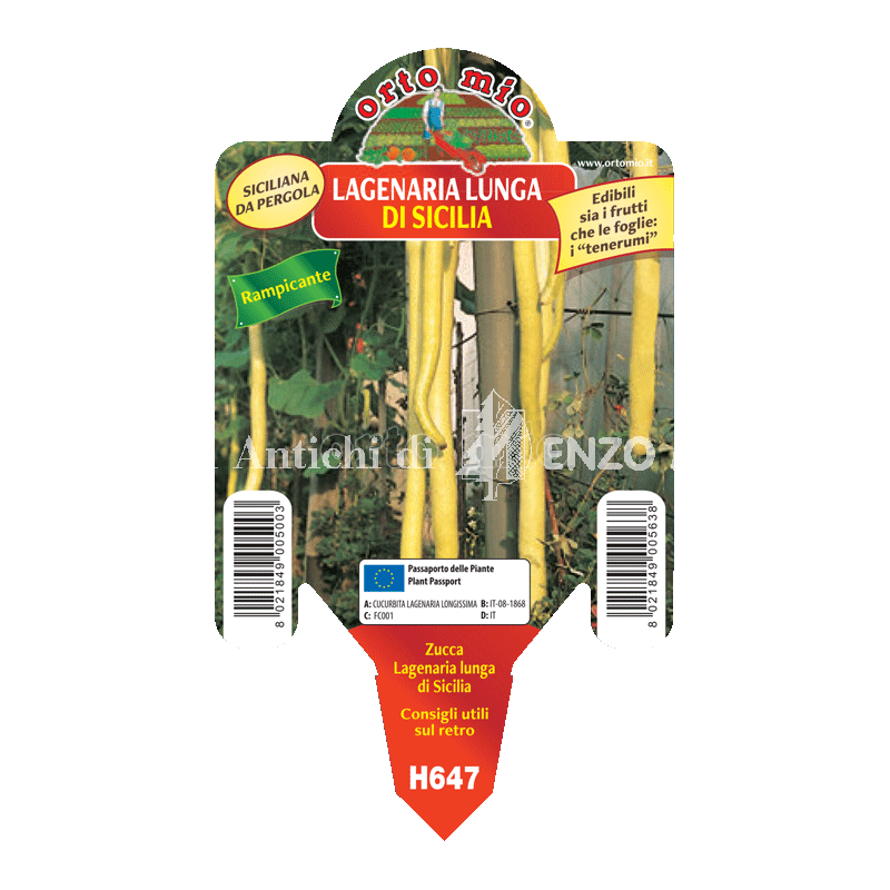 Zucca siciliana da pergola Lagenaria lunga di Sicilia - 1 pianta vaso 10 - Orto Mio