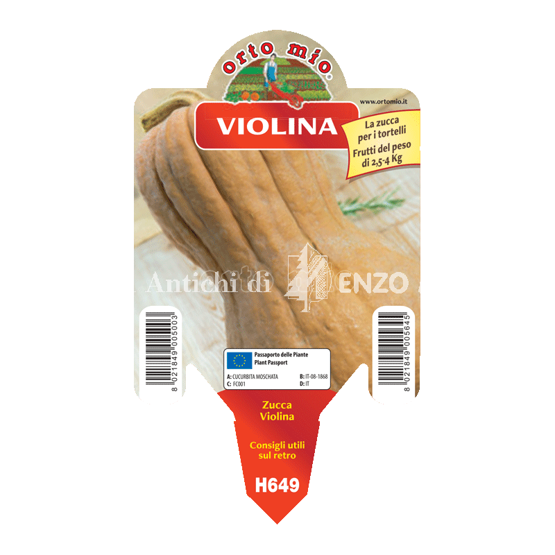Zucca violina (da tortelli) - 1 pianta vaso 10 - Orto Mio