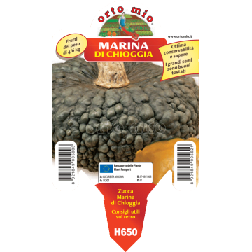 Zucca marina di Chioggia - 1 pianta vaso 10 - Orto Mio