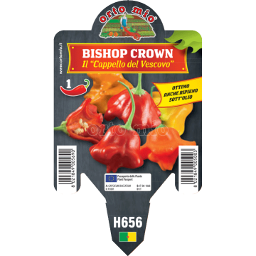Peperoncino piccante HOT - Cappello del Vescovo Bishop Crown - 1 pianta vaso 10 - Orto Mio