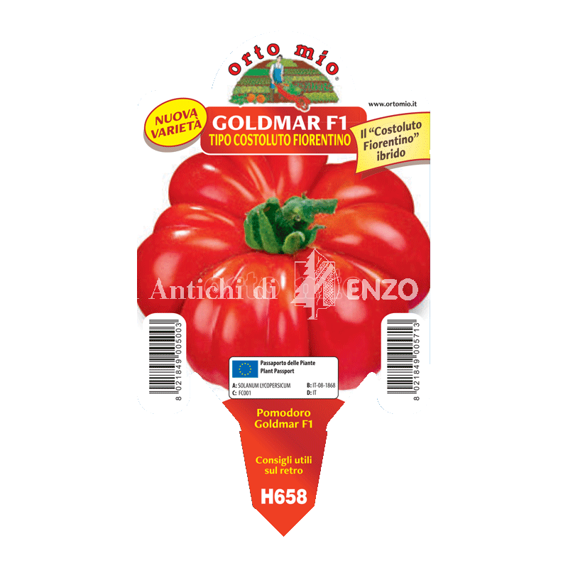 Pomodoro costoluto fiorentino - Goldmar F1 - 1 pianta vaso 10 - Orto Mio