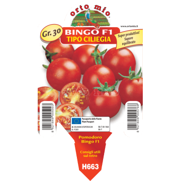 Pomodoro ciliegino Bingo F1 - 1 pianta vaso 10 - Orto Mio