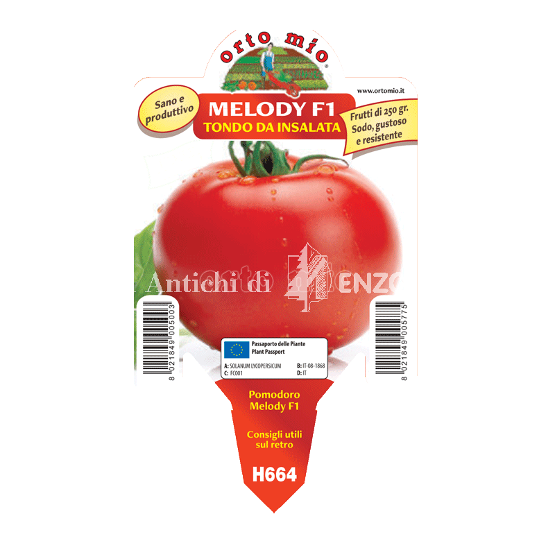 Pomodoro tondo da mensa - Melody F1 - 1 pianta vaso 10 - Orto Mio